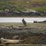 Seals Arranmore Sea Safari