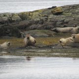 Seals Arranmore Sea Safari