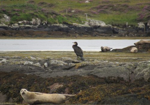 Seals Arranmore Sea Safari