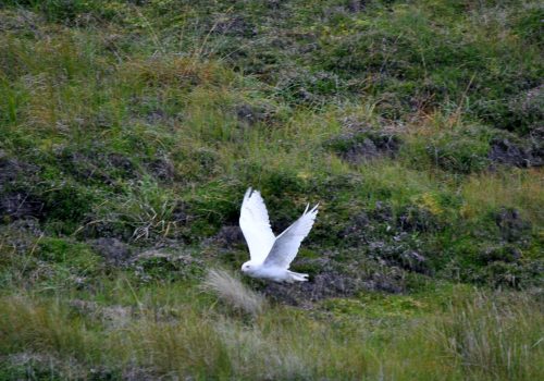 brian`s pics arranmore island 029